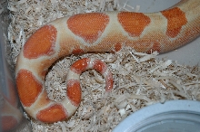 Coral Sunglow Tail shot 2