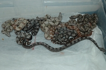 H.O.T.LEY litter