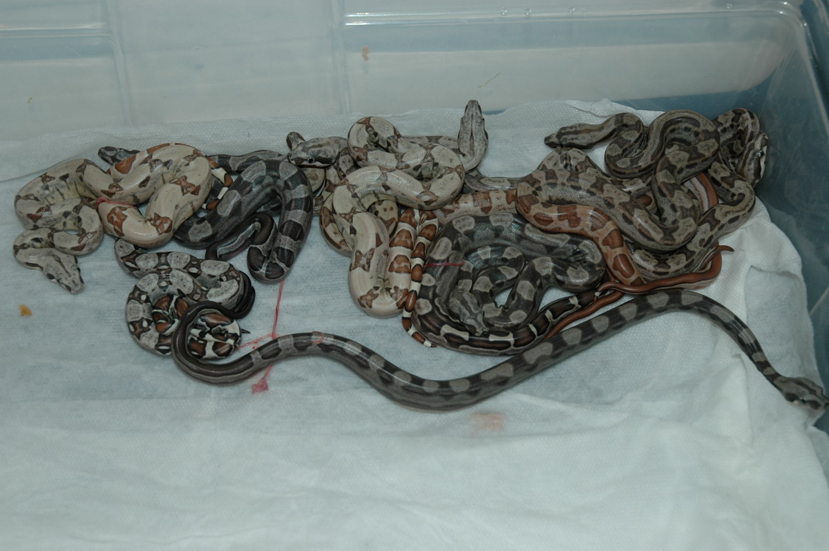 H.O.T.LEY litter