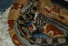Harlequin Hypo X Motley closeup