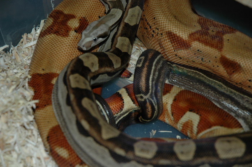 Harlequin Hypo X Motley closeup
