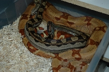 Harlequin Hypo X Motley male