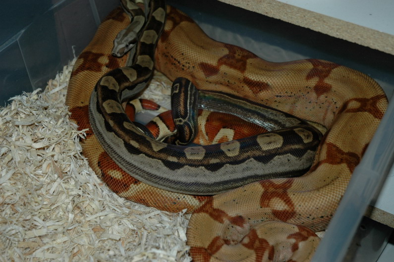 Harlequin Hypo X Motley male