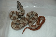 Hotley with perfect pattern