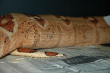 Harlequin Hypo