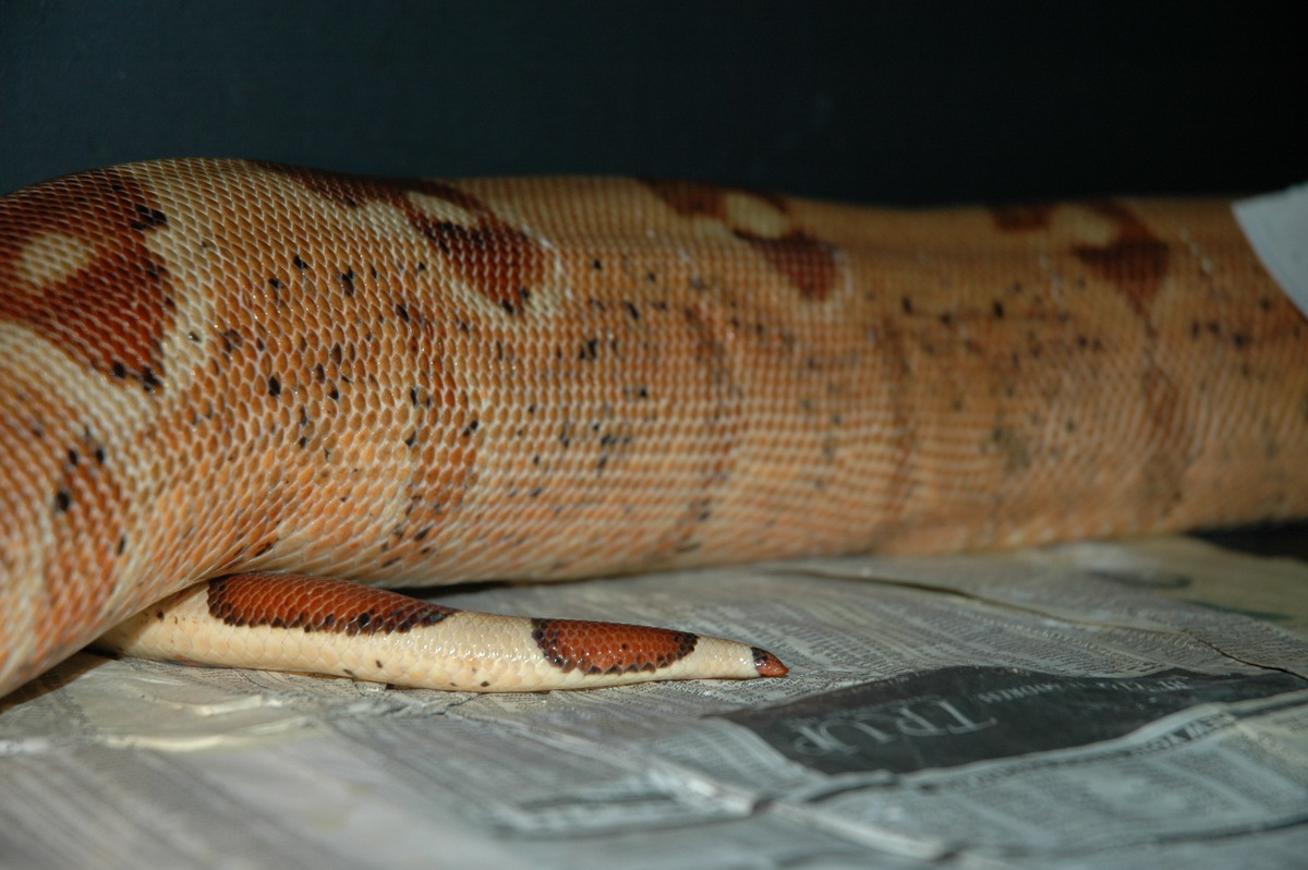 Harlequin Hypo