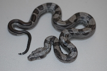 Harlequin Motley male