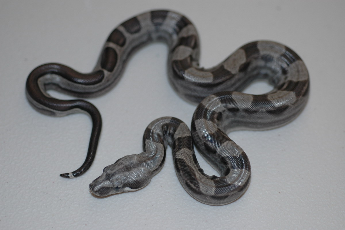 Harlequin Motley male