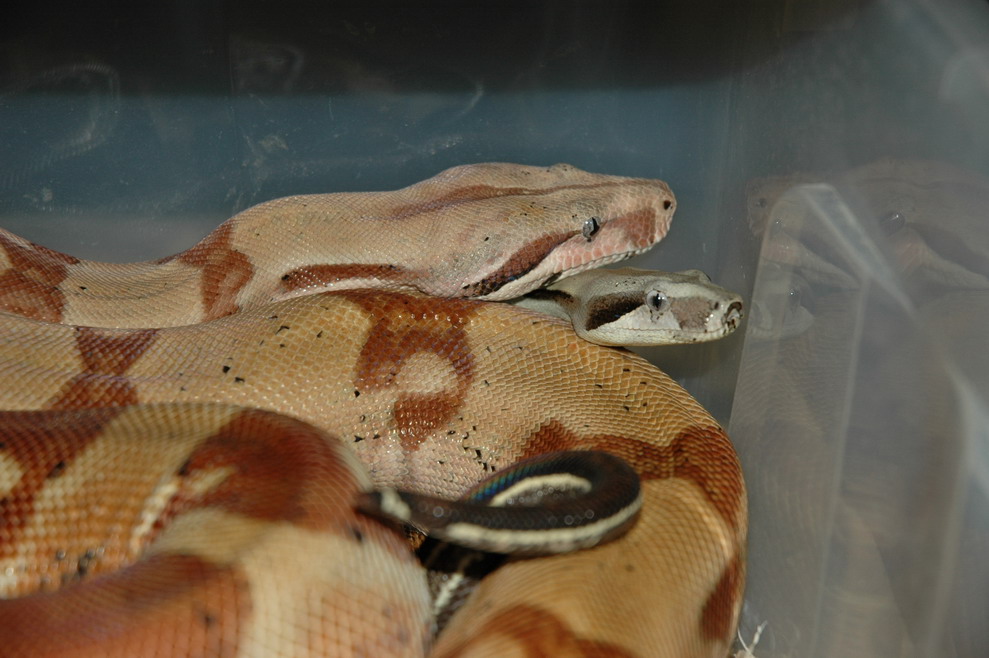 Harlequin X Motley headshot