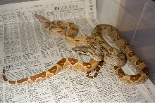 Harlequin Hypo as a baby
