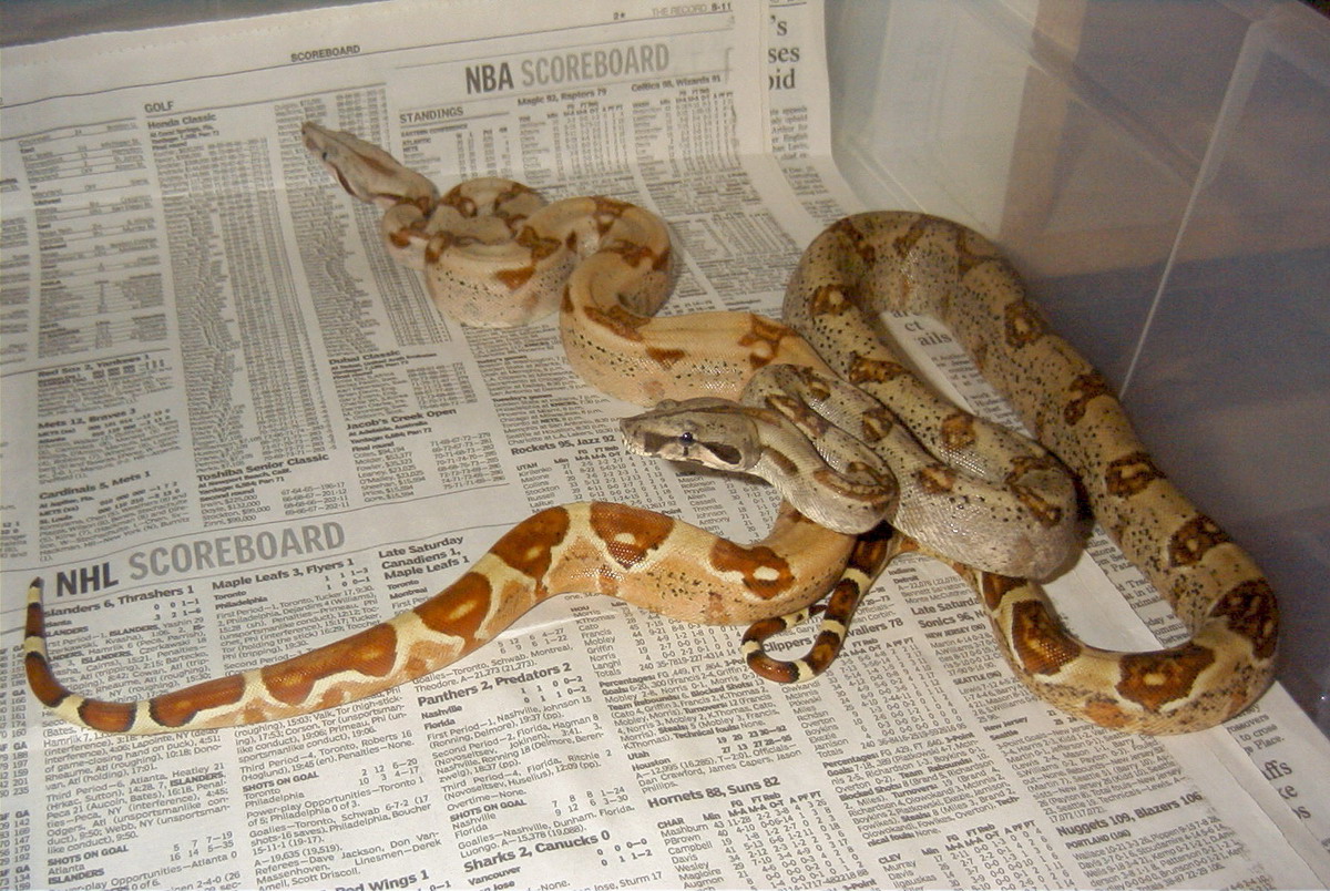 Harlequin Hypo as a baby
