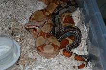 Harlequin X Motley