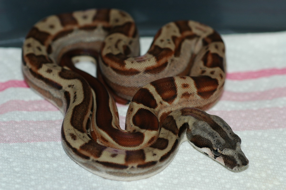 Hypo Motley male 100% het Coral Sunglow...keeper