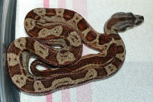 Hypo Motley male 100% het Coral Sunglow...keeper born 7/10/07