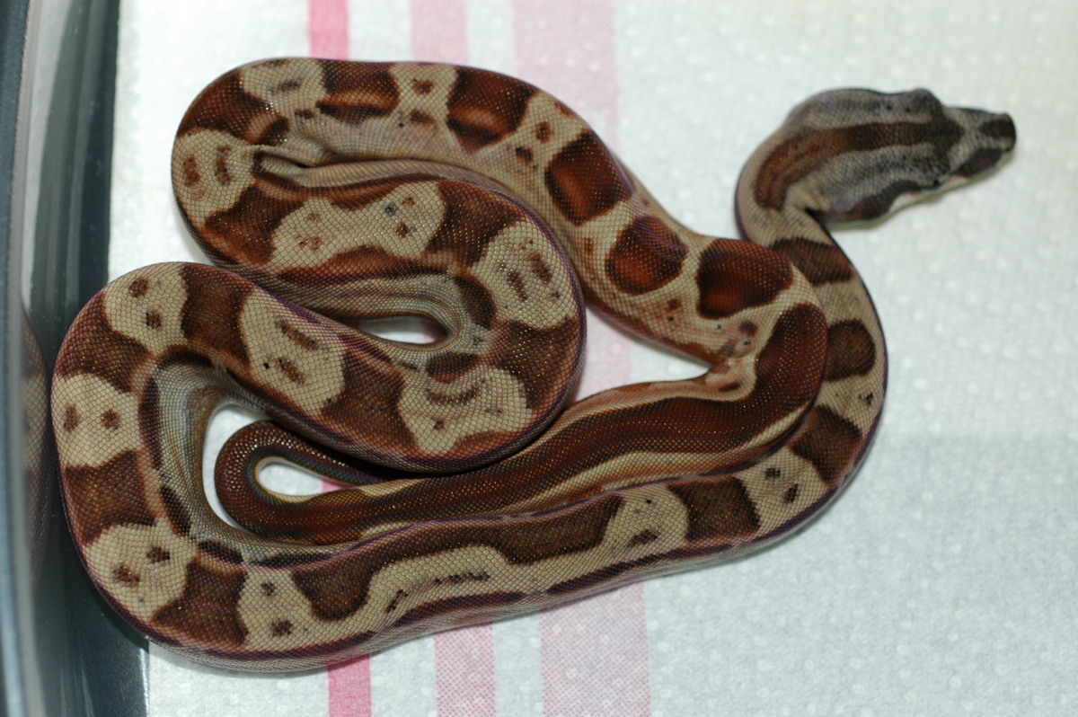 Hypo Motley male 100% het Coral Sunglow...keeper born 7/10/07