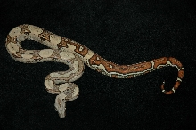 Jungle Boa