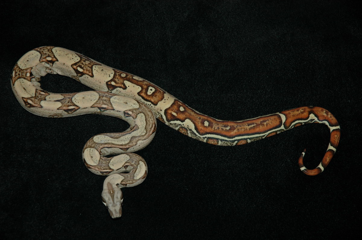 Jungle Boa