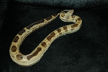 Motley female