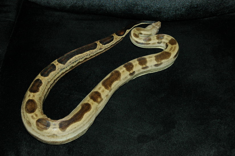 Motley female