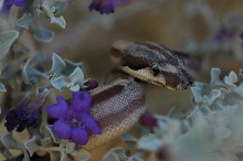 HOTley male