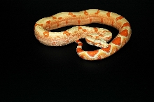 Coral Sunglow