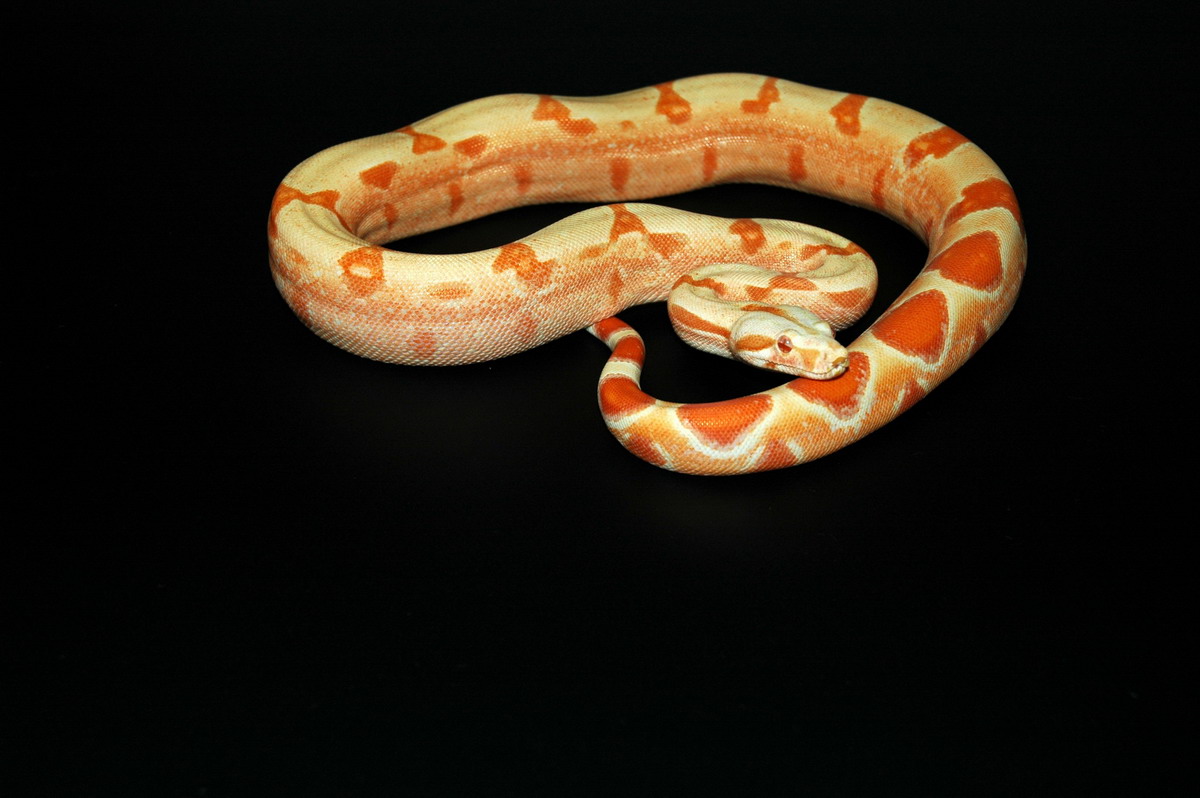 Coral Sunglow