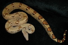 Pastel female