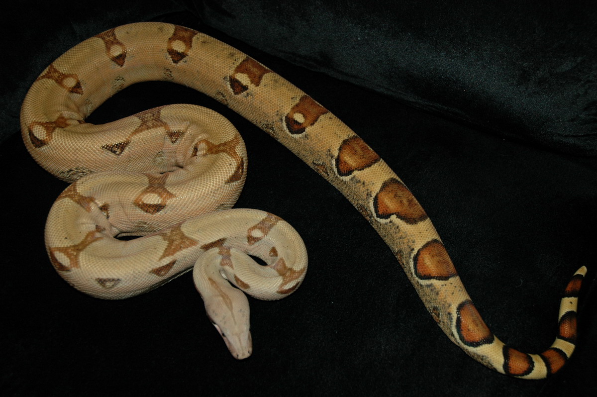 Pastel female