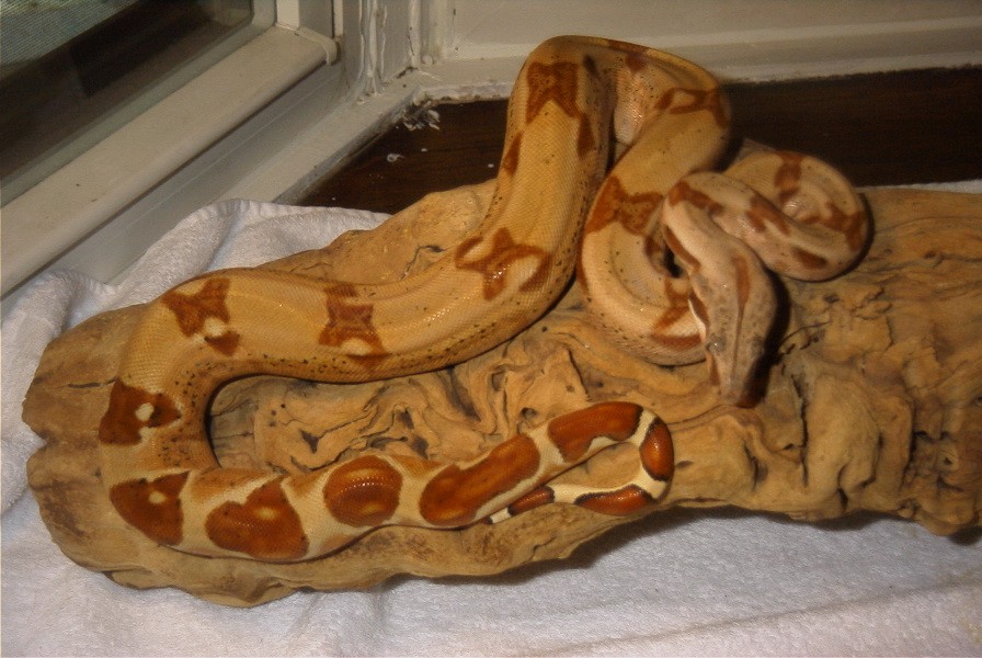 Harlequin Hypo