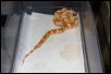 Sunglow Tail