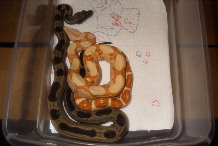 Motley female and Coral Sunglow male