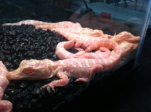 Albino Gator Babies