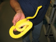 My Canary Chondro