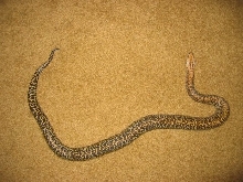 Early '04 Female Granite