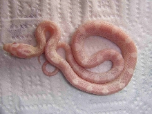 Corn Snake amel