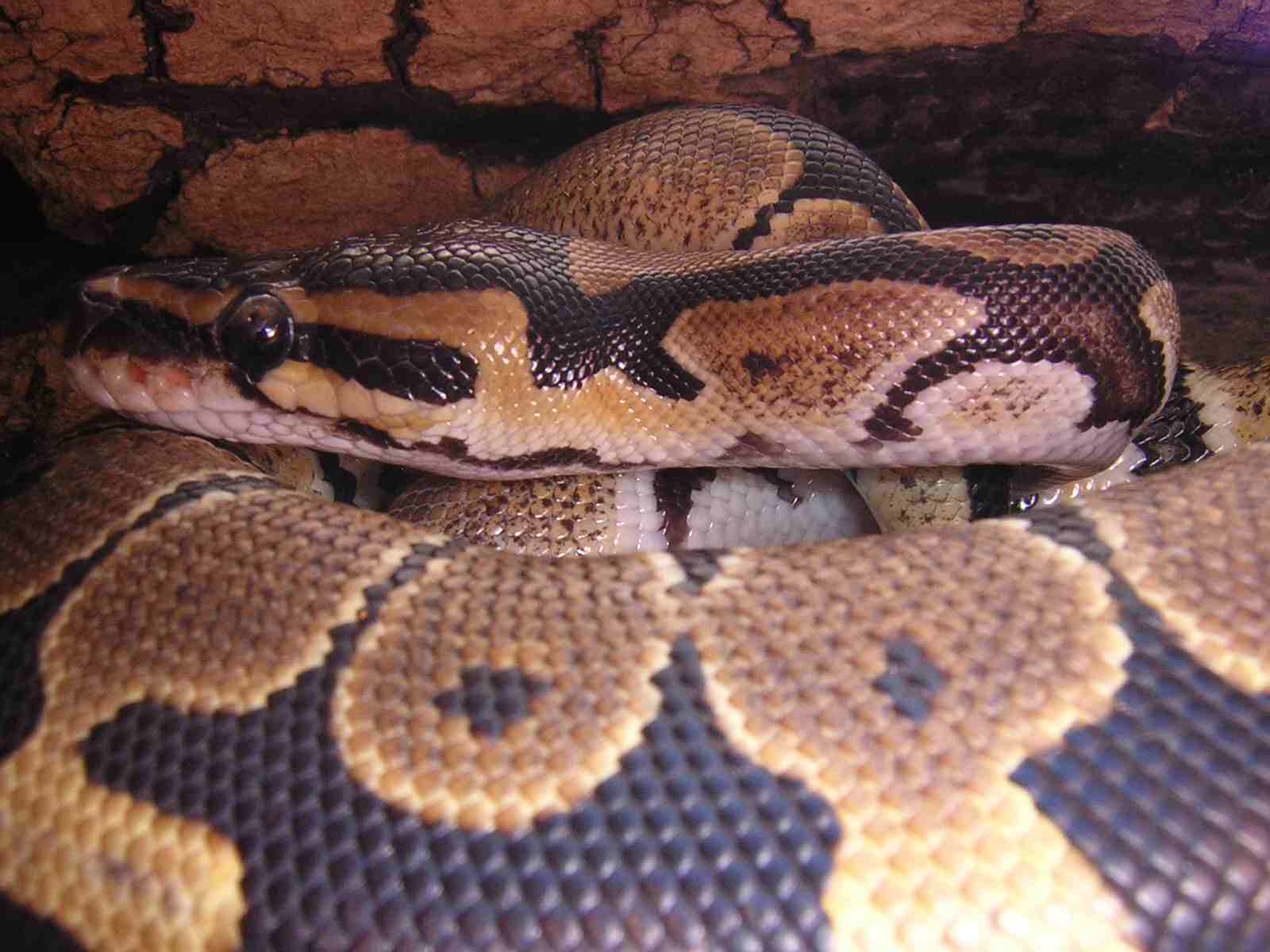 Ball Python