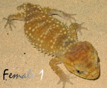 Amyae Female 1