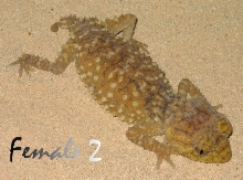 Amyae Female 2