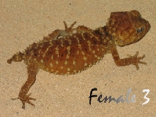 Amyae Female 3