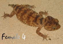 Amyae Female 4
