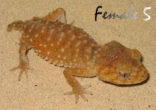 Amyae Female 5