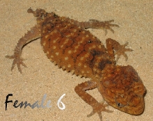 Amyae Female 6