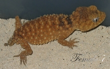 Amyae Female 7