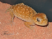 Amyae Female 8