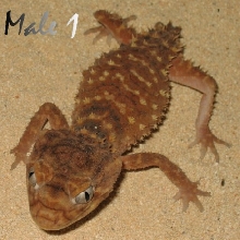 Amyae Male 1