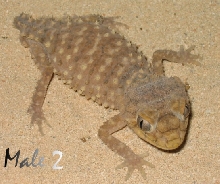 Amyae Male 2