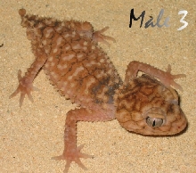 Amyae Male 3