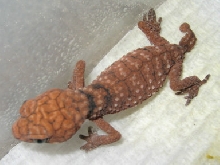 Baby Amyae 10