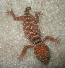 Baby Amyae 5