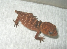 Baby Amyae 6